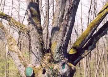 6. Patkó Bandi fája (Detrich Miklós fotója)