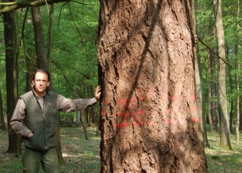 13. Sissy fák (Detrich Miklós fotója)