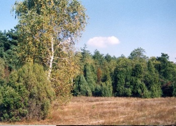 Ősborókás (Detrich Miklós fotója)