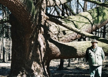 9. Öszpötei kandeláber fa (Detrich Miklós fotója)